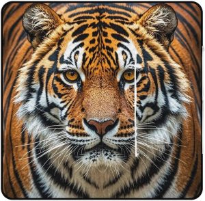 Fierce Tiger Picnic Blanket with Zippered Tote Bag, Waterproof Portable Outdoor Blanket, Lightweight Foldable Outdoor Mat for Beach, Camping, Park, 150x150cm