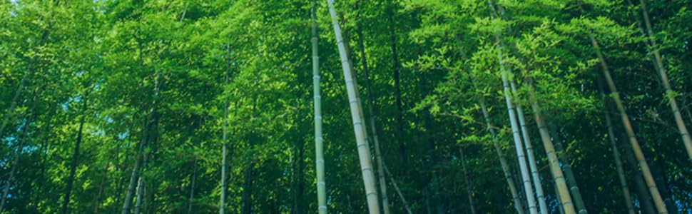 bamboo